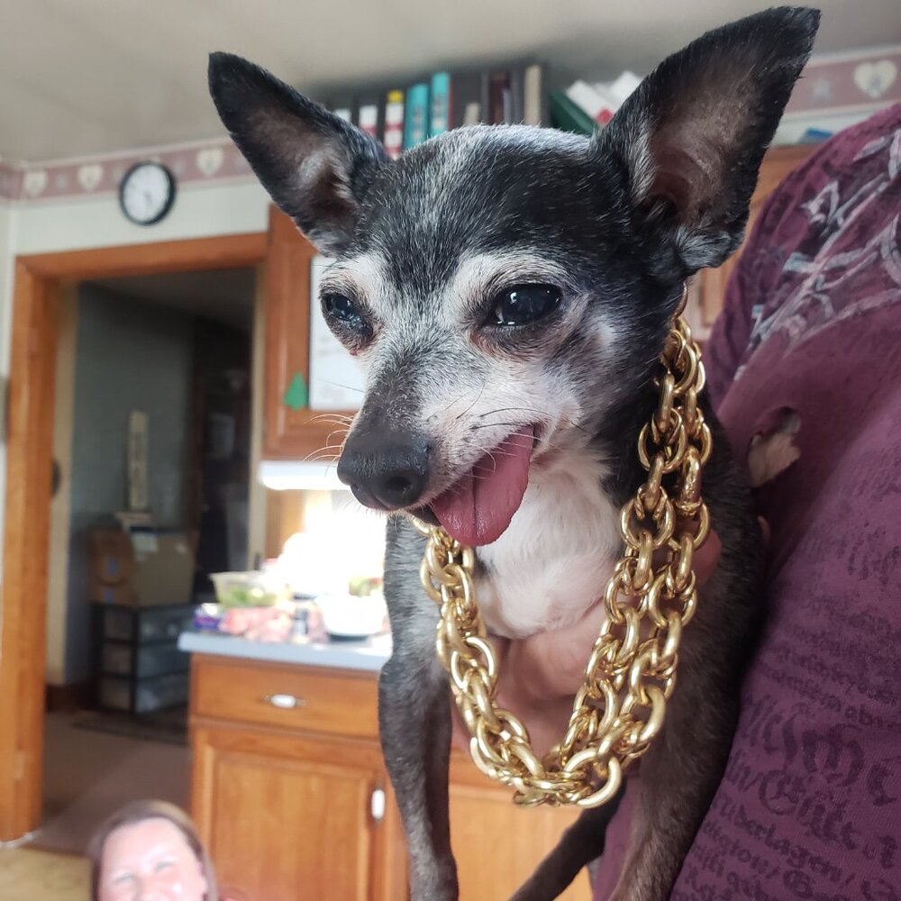 The Pepe' Animal Foundation !!!! - Picture 3 of 16